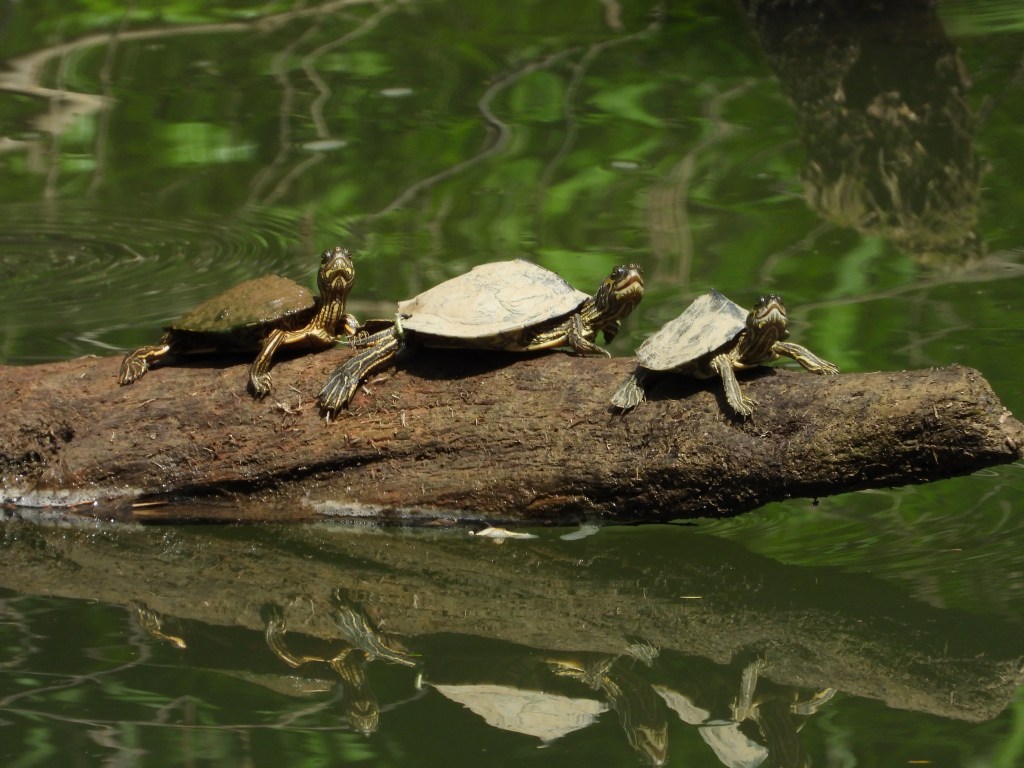 Three Alabama map turtles on a log.