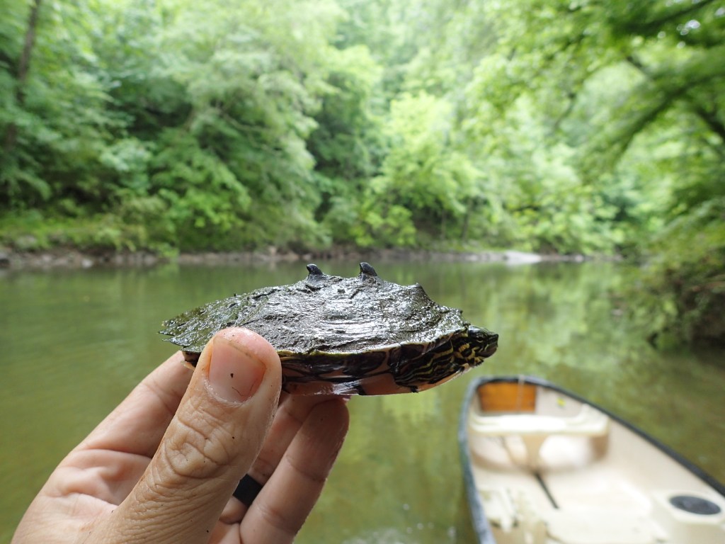 Black-knobbed sawback turtle