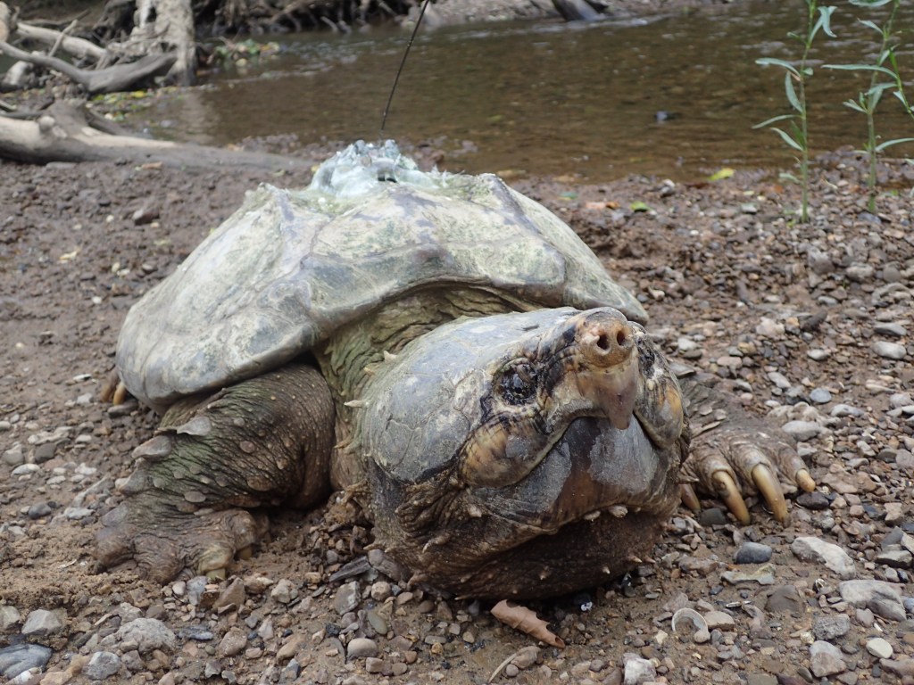 Alligator snapping turtle