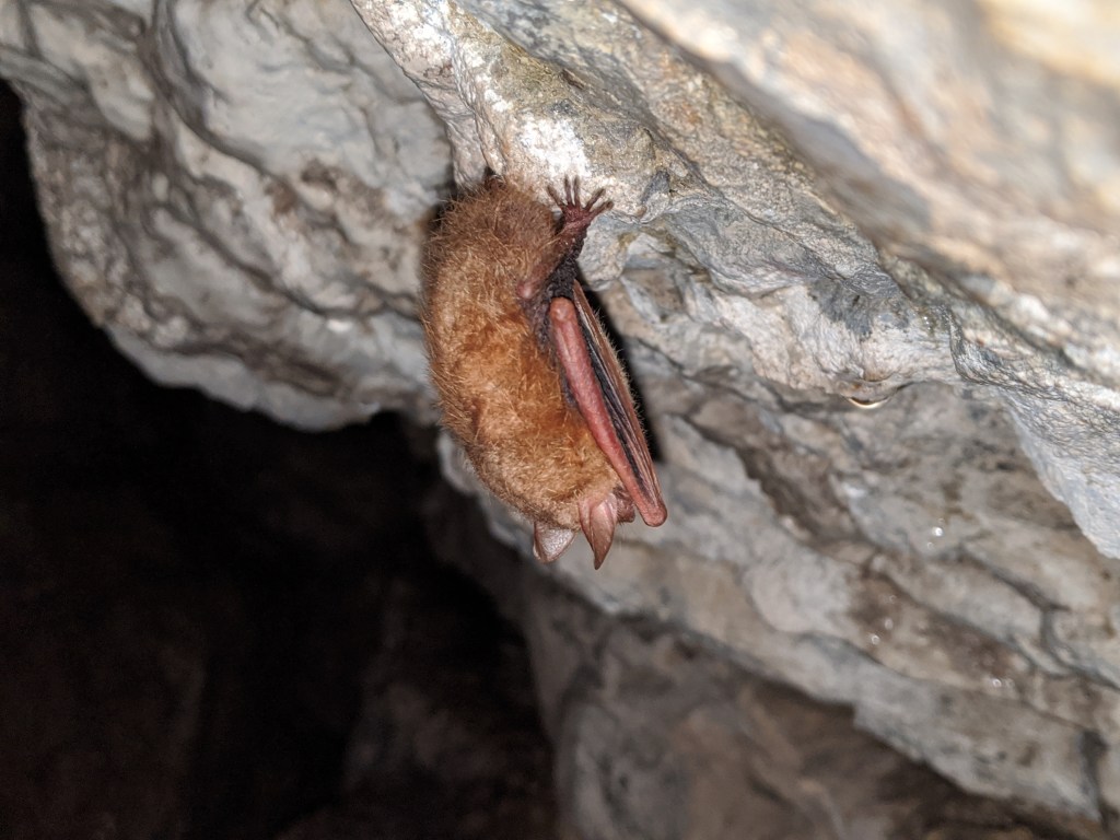 A tricolored bat inside the Ruffner Mountain iron mines.