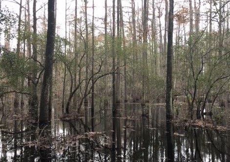 Mossy Ponds in Conecuh National Forest, one of the wetlands sites the Alabama Natural Heritage Program is studying as part of an Environmental Protection Agency (EPA) grant.