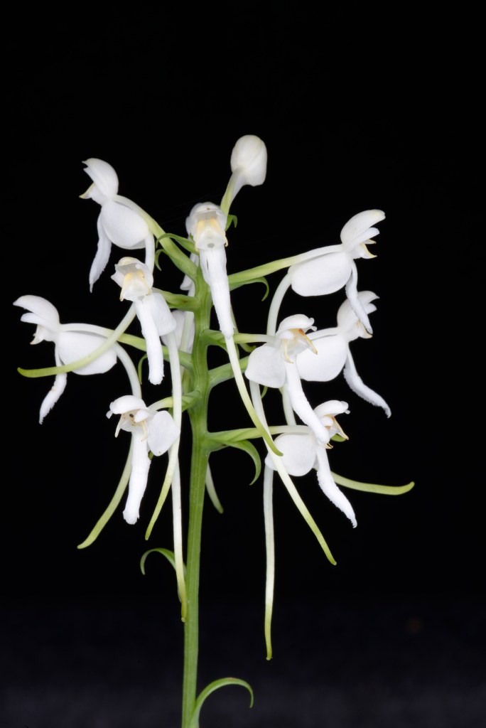 The white fringeless orchid, one of Alabama's native species.