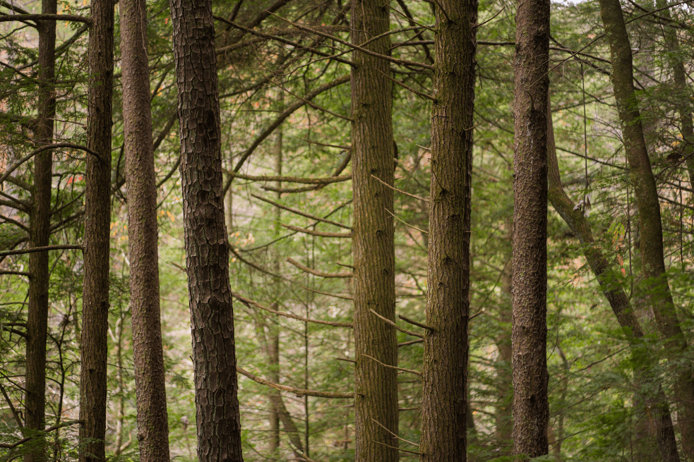The trunks of several tree species are seen together in the midst of a forest.