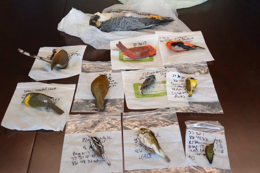 Eleven bird specimens, of different species including hummingbirds, cardinals, other songbirds and a peregrine falcon, are displayed on a table.