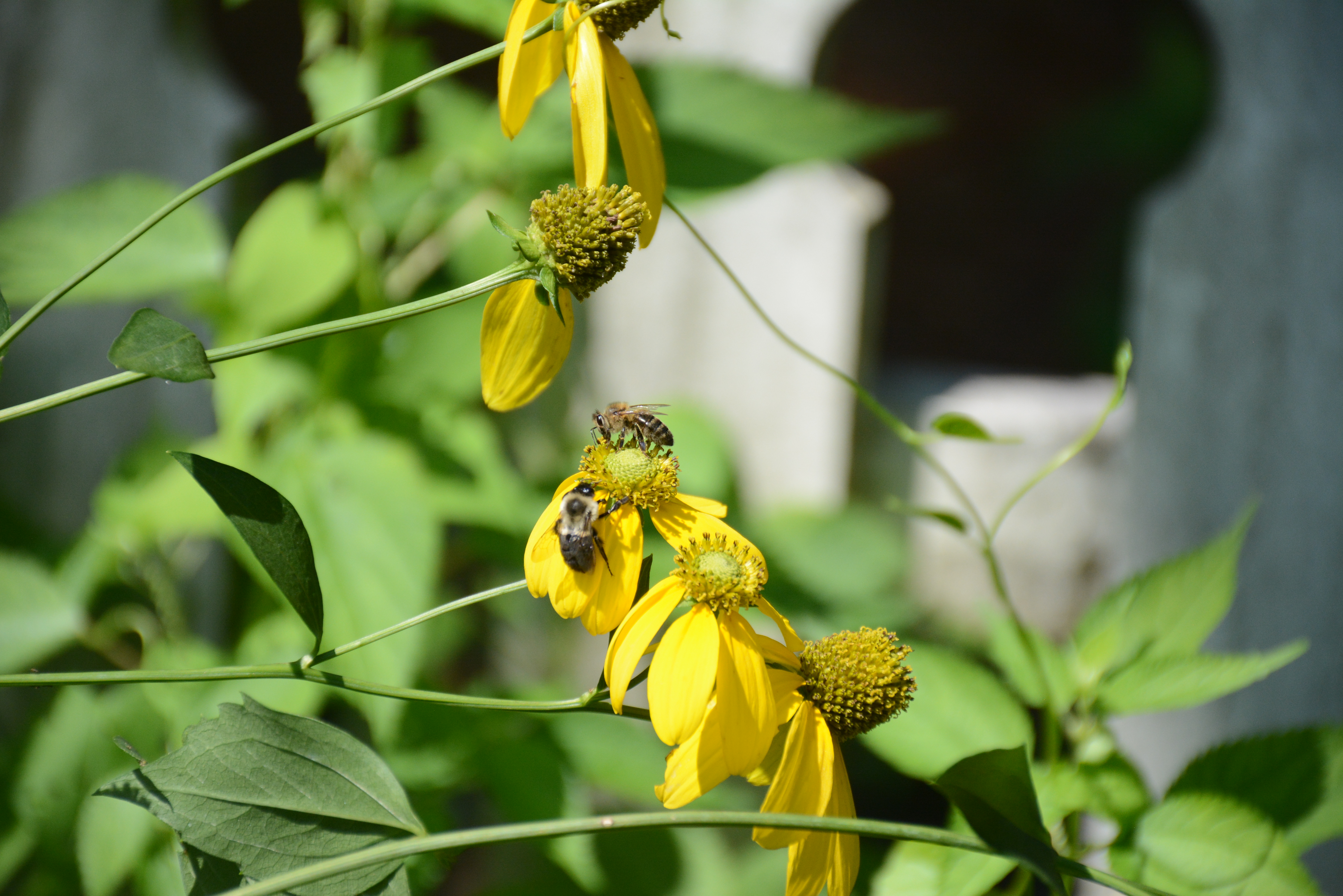 A closeup of several yellow flowers. A honeybee and a native bumblebee have landed on one of the flowers.
