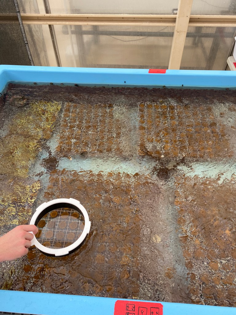 A rectangular pool is shown, with grids of young coral. The water is bubbling, but a circular window placed into the water makes it possible to see some of the corals clearly.