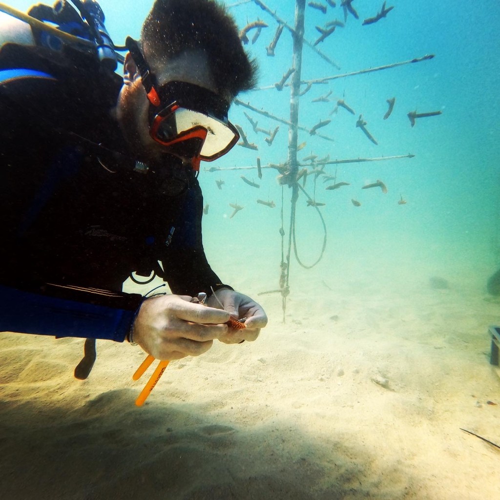 Jesse Daniels scuba dives, holding a piece of young coral. One of the coral nurseries can be seen in the background, with small pieces of coral hanging from a series of poles.