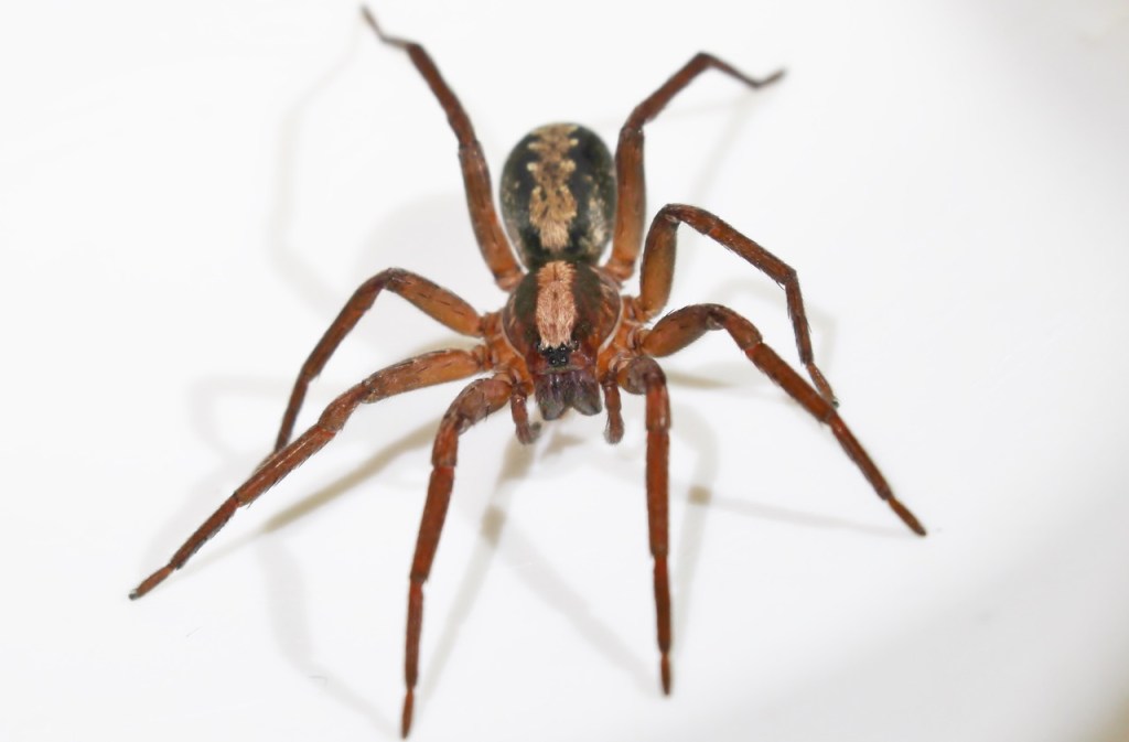 A brown spider shown in close up on a white background. The spider has a light brown strip going down its back.