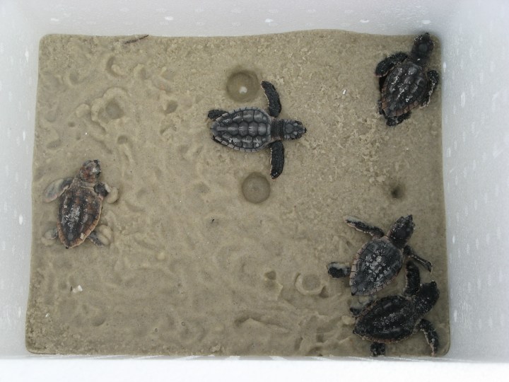 A styrofoam container filled with sand and five baby loggerhead turtles.