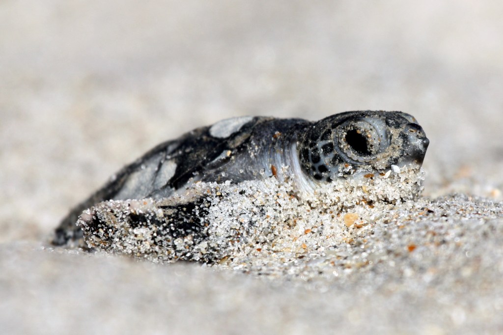 A close-up of a baby sea turtle on a beach. The lower half of its body and its face are still caked with sand from crawling out of the nest.