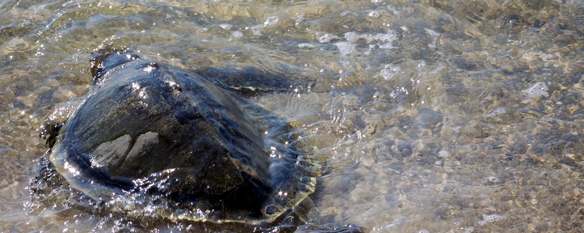 A sea turtle, seen from behind, in shallow waters with its shell above the water.