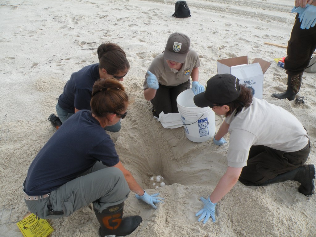 Four people are gathered around a sea turtle nest dug into a hole on a sandy beach. Several eggs are visible. The leader of the team has a bucket for collecting the eggs to move them to a safe location.