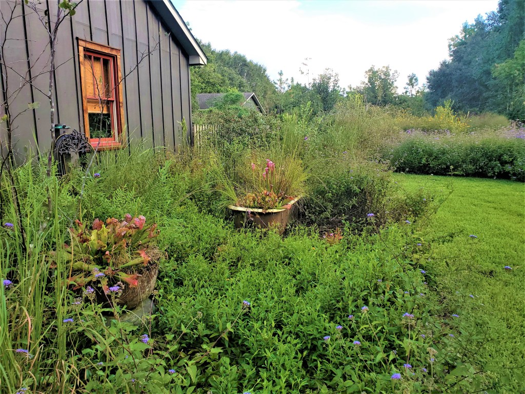 A gray building is in the upper left of the image. Beside and behind it are a dense collection of native plant species, including pitcher plants, ferns and some flowering species.