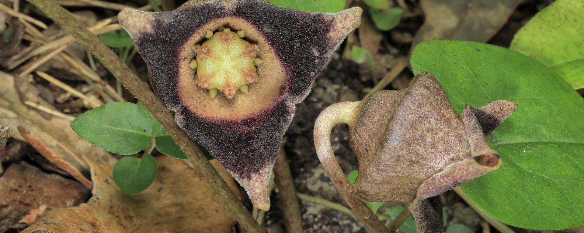 Two blooms of Rollins' wild ginger showing a jug shape, with three dark petals.