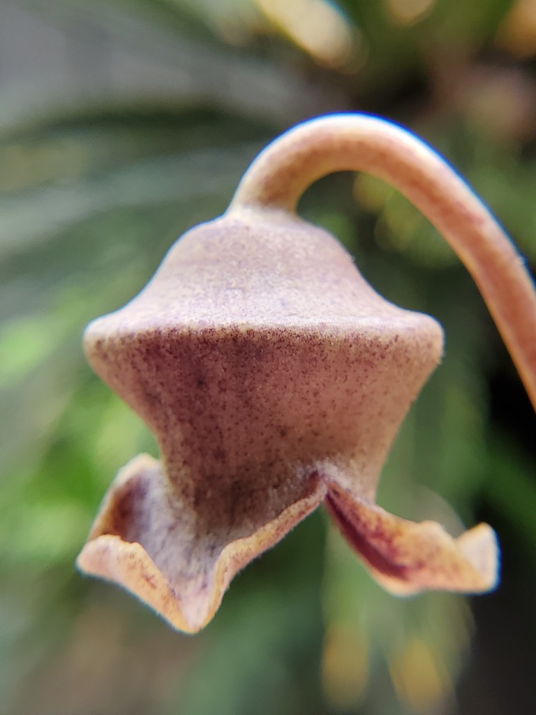 A close-up of a pinkish-brown flower, shaped like a jug or a bell, with flared petals at the end. The stalk is upright but bends over at the top, so the flower faces the ground.