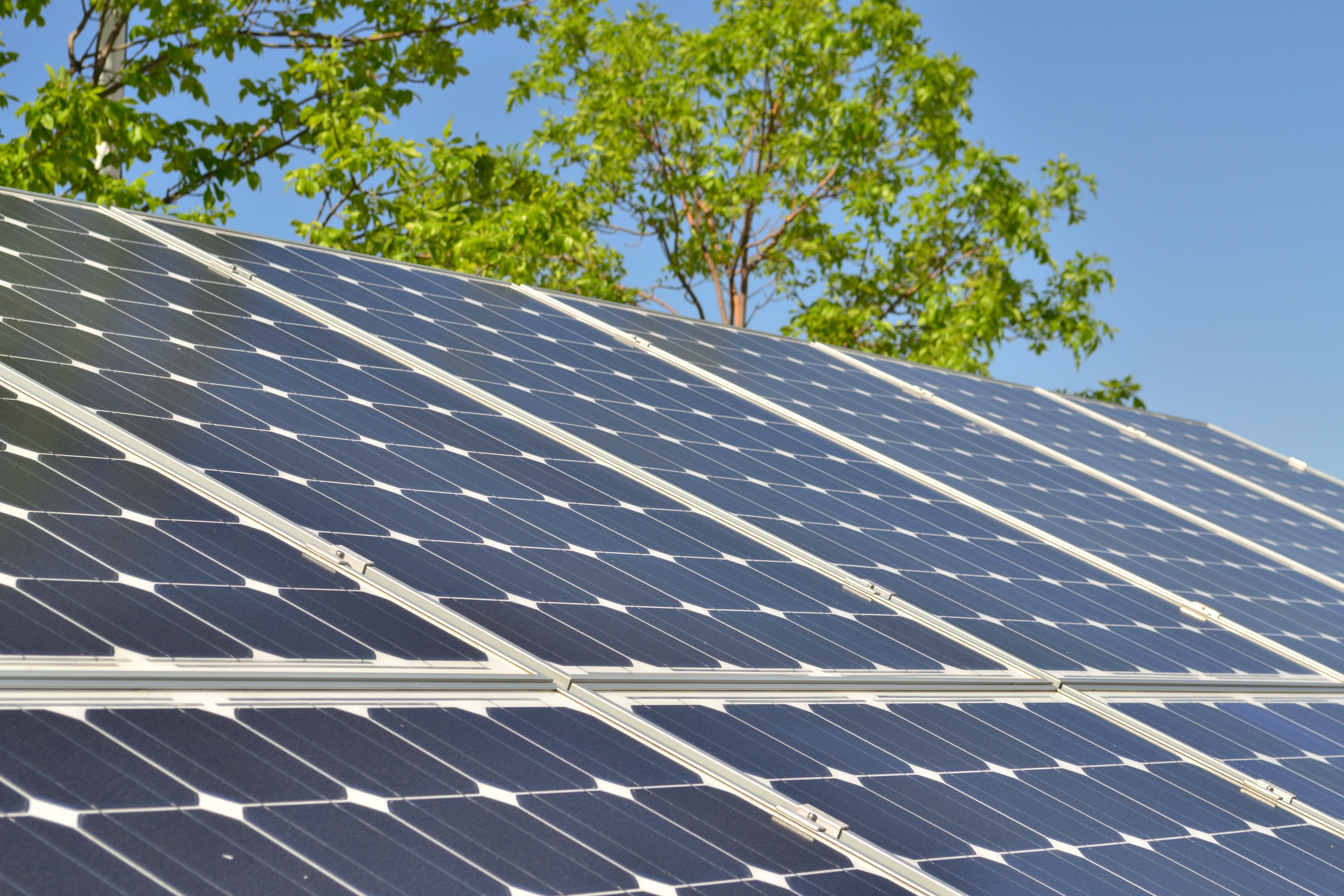 Close-up of solar panels with a tree in the background.