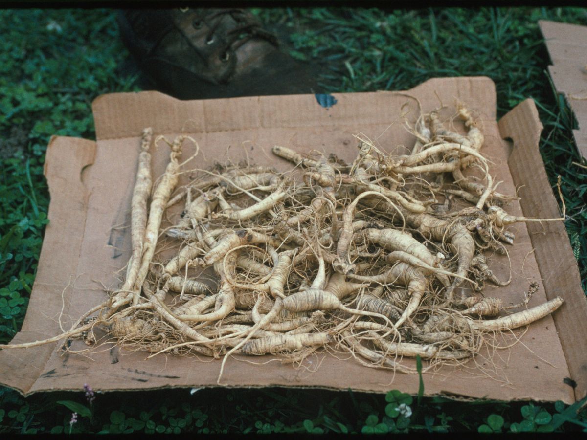 Tradition under threat