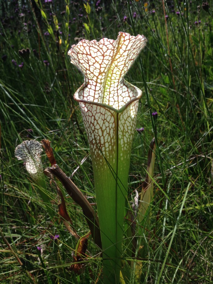 A tall pitcher plant is shown in the foreground. The top of the plant is white with red veining, while the lower part of the pitcher is green. A smaller pitcher plant is shown behind and left of the plant. These are surrounded by tall grasses and purple flowers.