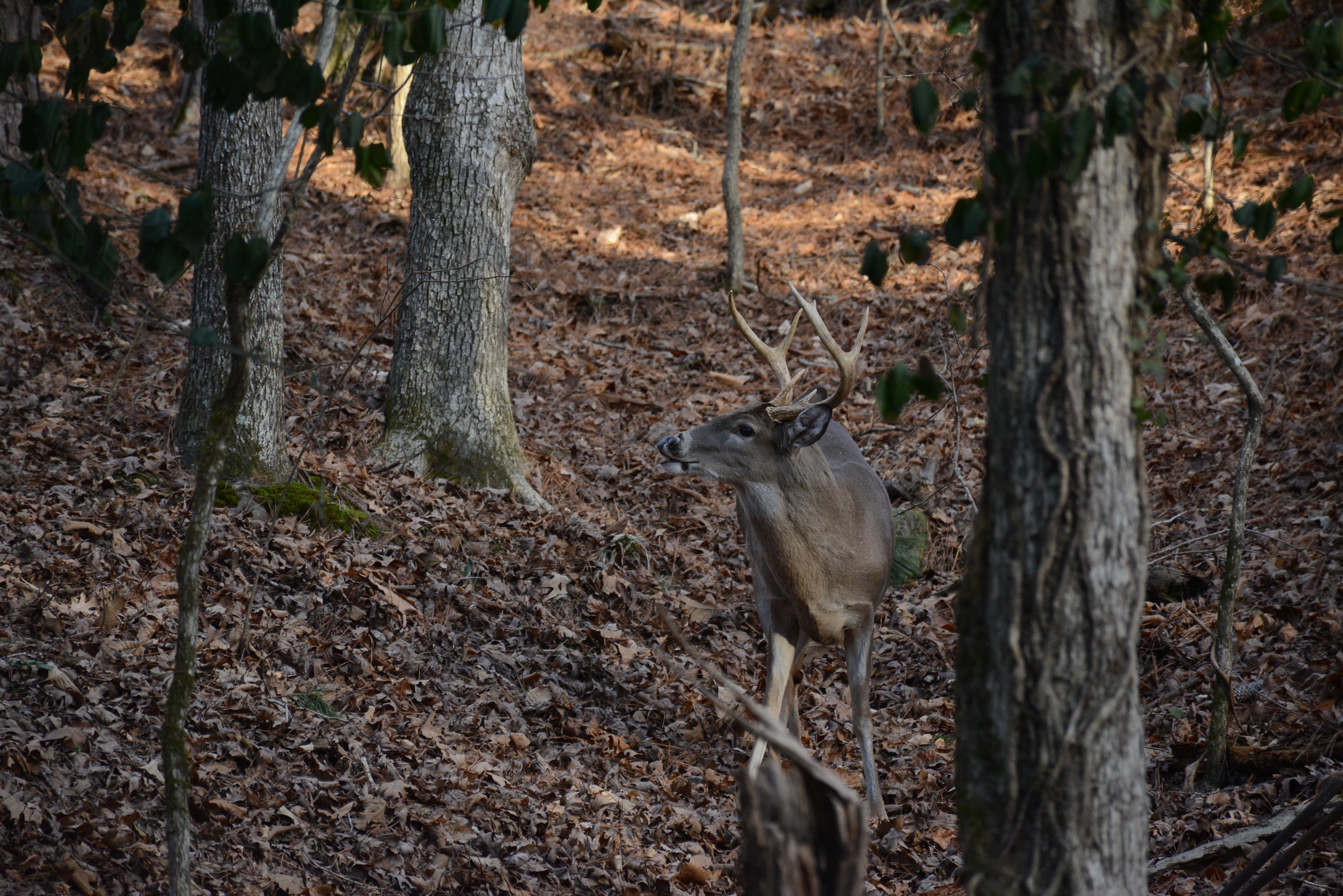 White-tailed buck on a hillside