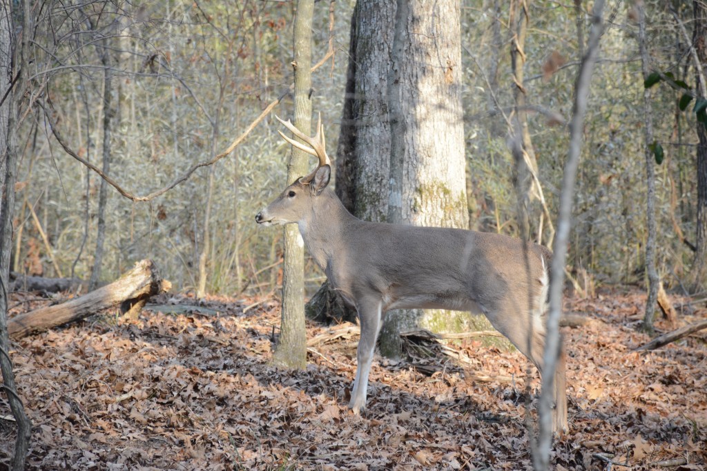 A male deer with six-point antlers stands in the midst of trees, looking to the left.
