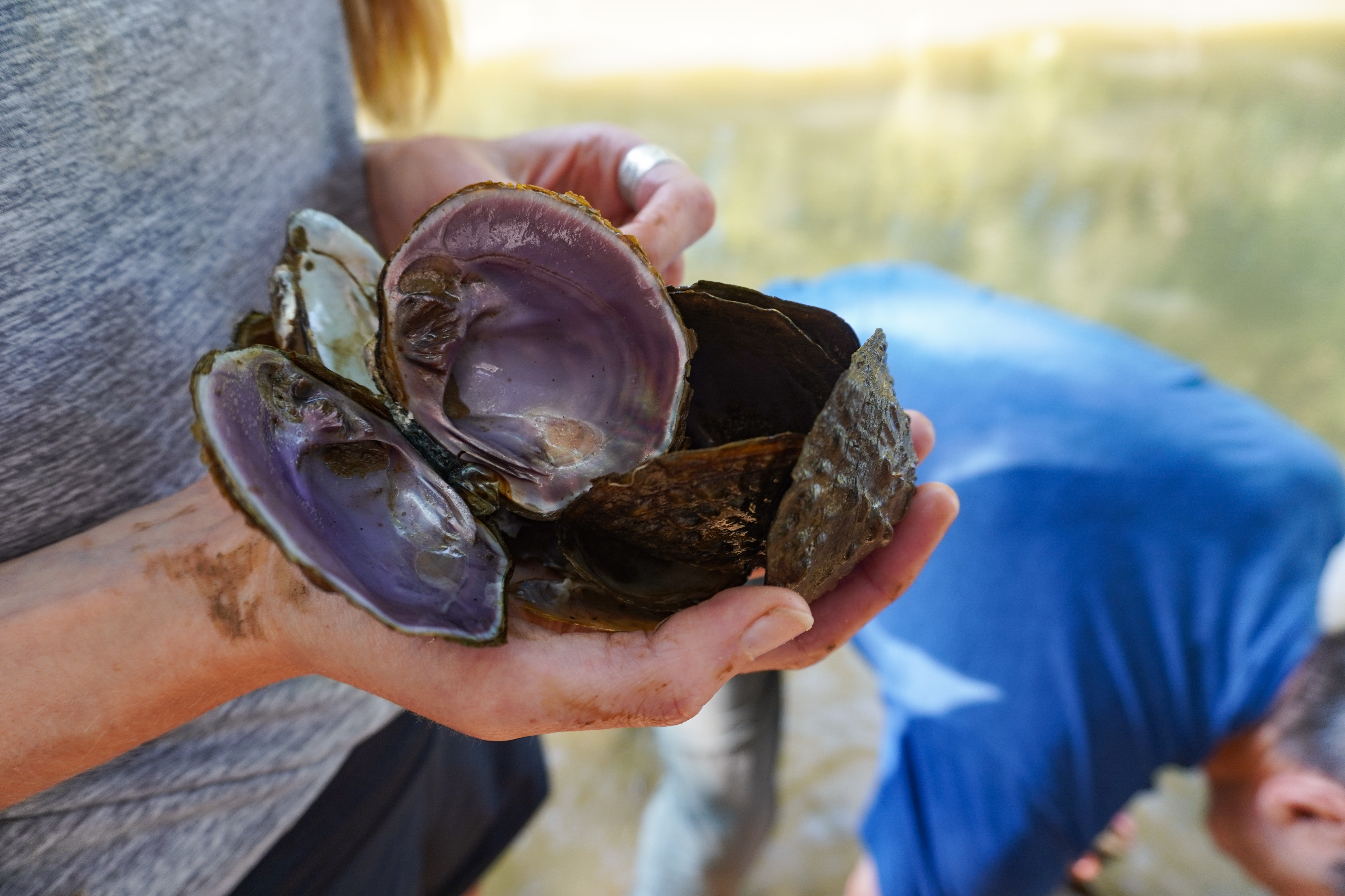 A woman's hands cup a pile of mussel shells, the top one is open facing the camera to show purple insides. In the background, a man in a blue shirt bends down to the water of Paint Rock River.