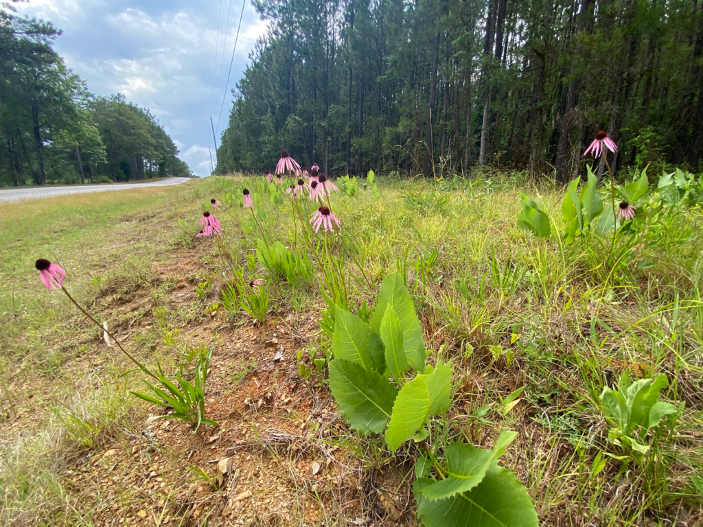 Purple-petaled flowers with black centers stand in the midst of a narrow strip of tall grasses. On the left side is a two-lane road. To the right is a forest of conifer trees.
