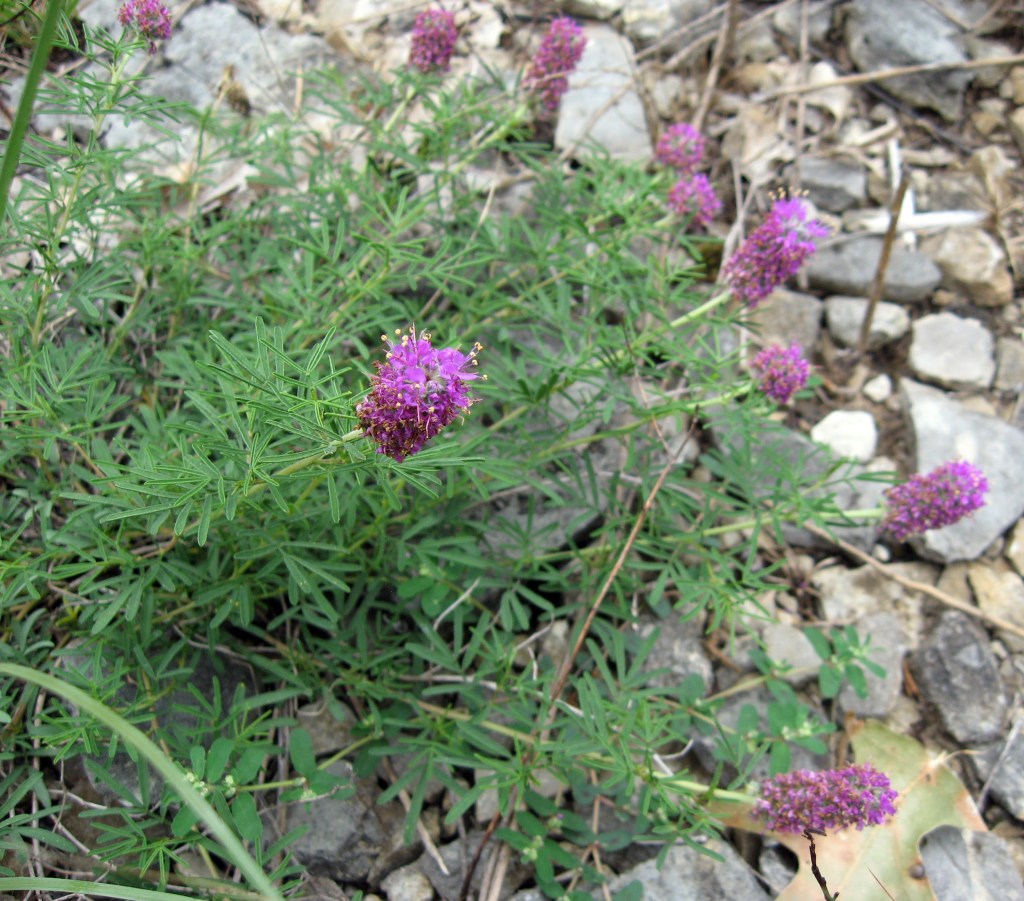 A low-growing green plant dominates the image, with rocky soil surrounding it. The flowers are tall, purple cylinders, with many tiny petals in all directions.
