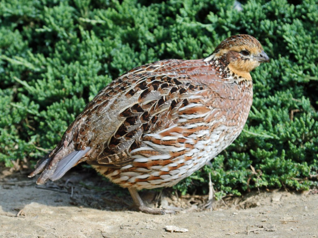 A small, squat ground bird, with feathers that are a blend of many shades of brown, black and white. It stands in front of an evergreen shrub.
