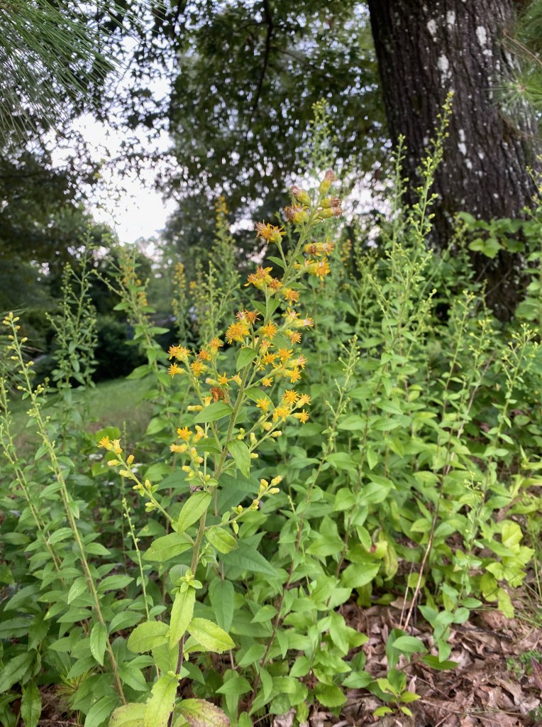 A stand of tall, leafy plants with many small yellow flowers, next to a tree.
