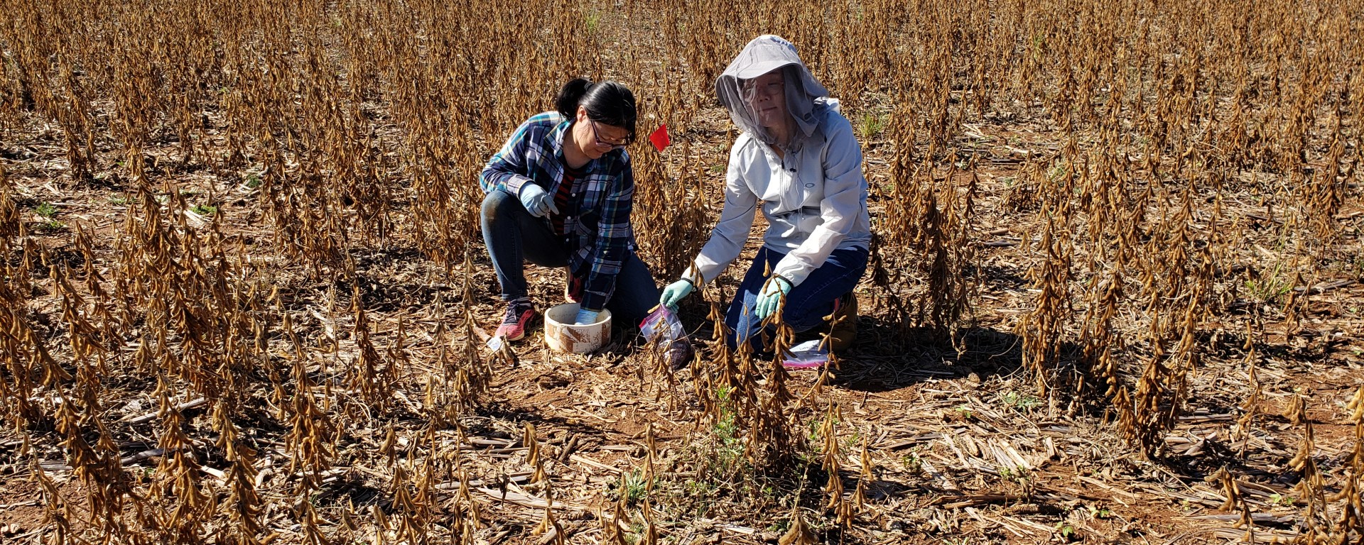Two researchers kneel in a field of brown stalks of harvested soybeans. The grad student, on the right, is wearing a netted hood similar to a beekeeper's suit, and the professor, on the left, is wearing everyday clothes