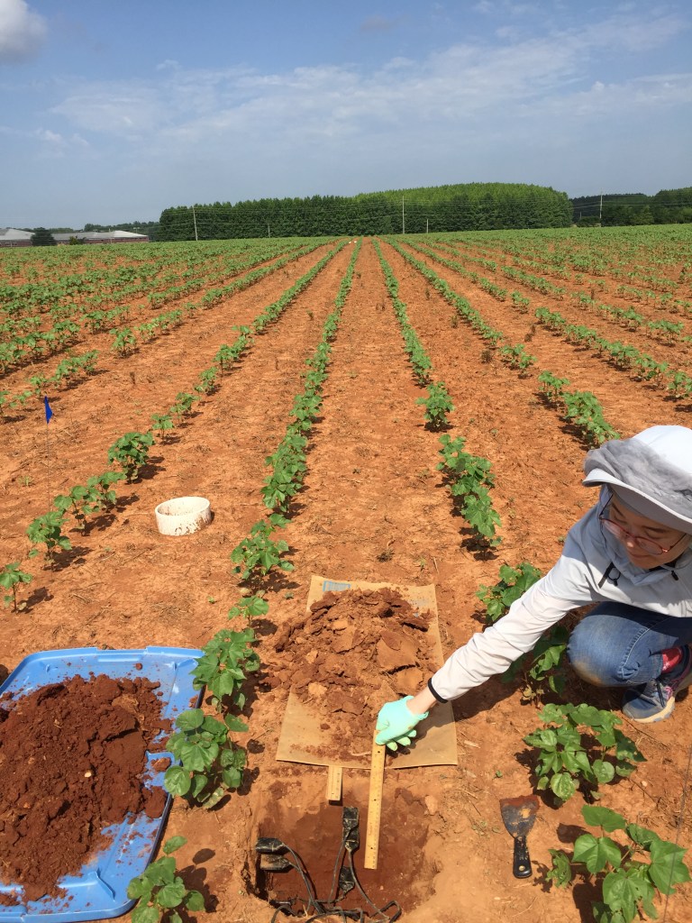 A woman kneels near a hole in the soil to place a sensor between rows of young cotton plants, which are only a few inches high.