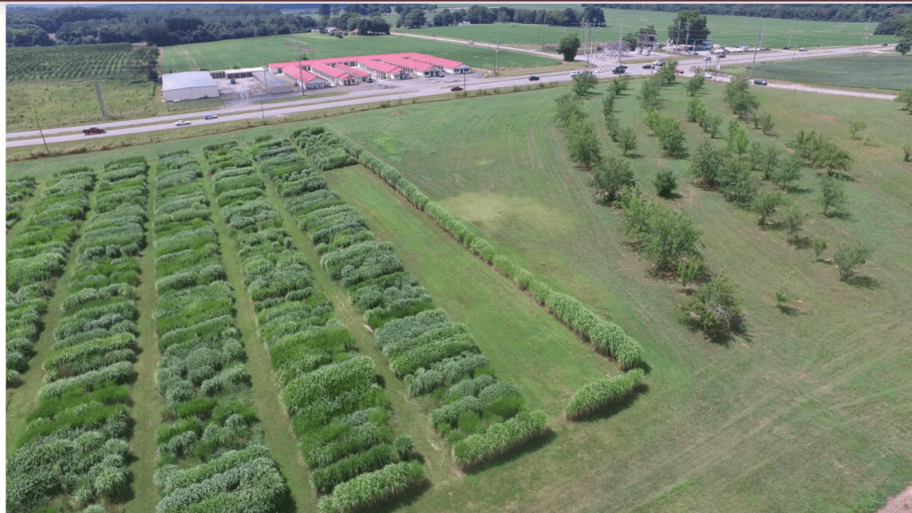 An aerial view of crops of tall grass on the left side, with lines of trees on the right side. A divided highway separates these fields from a group of long, red-roofed agricultural station buildings and more row-crop fields in the background.
