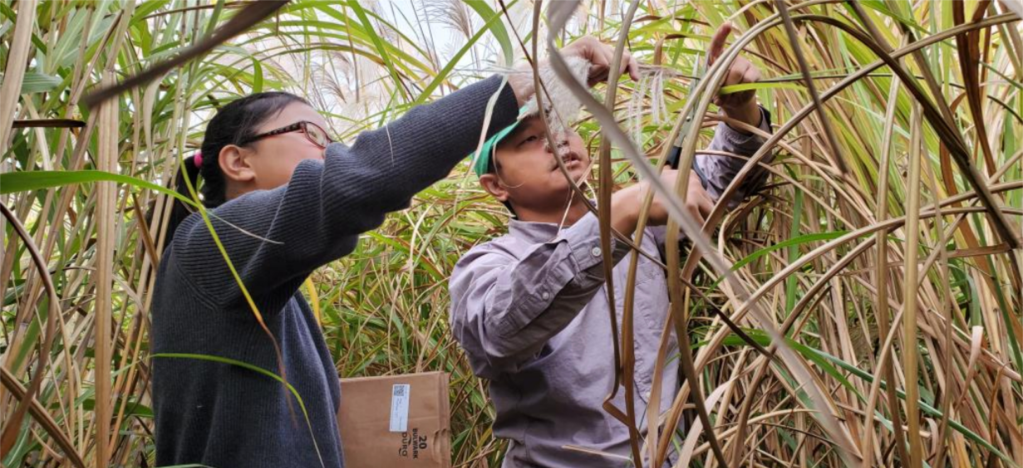 A man and a woman stand in a field of tall grass that rises above their heads. They bend a stalk down to look at the feathery head of grass.