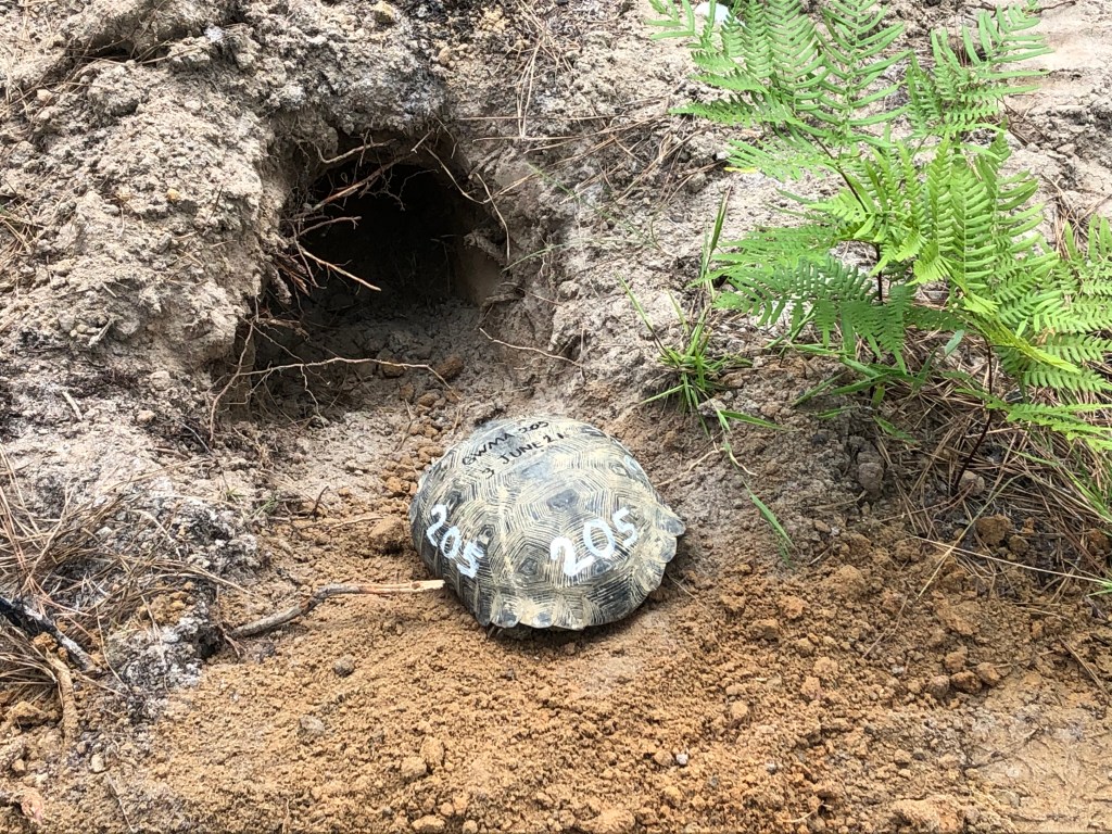 An adult tortoise faces away from the camera, toward its burrow. Its shell has been written on, with "205" in two places in white and smaller writing in black.