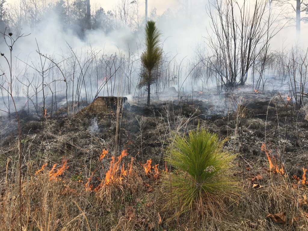 In the foreground, grass is on fire next to a pine sapling. Behind it, the land is blackened and smoking, with a few small fires visible, and bare trees.