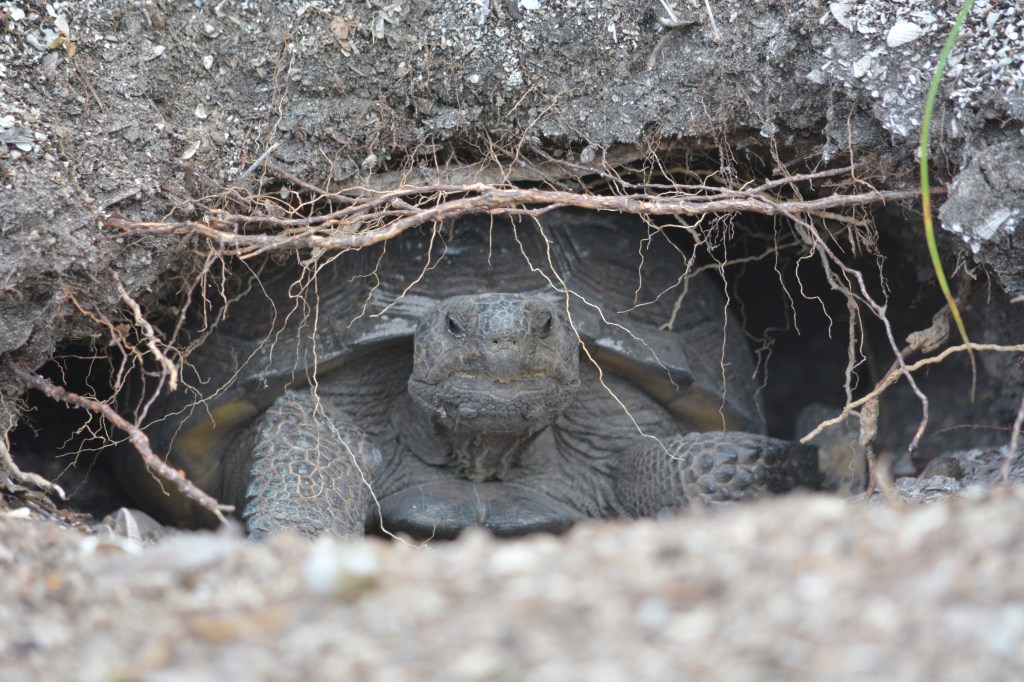 A dark gray tortoise faces the camera, which is set at ground level. The tortoise is in its burrow, so only the head and part of its shell and feet are visible. Plant roots stretch acro