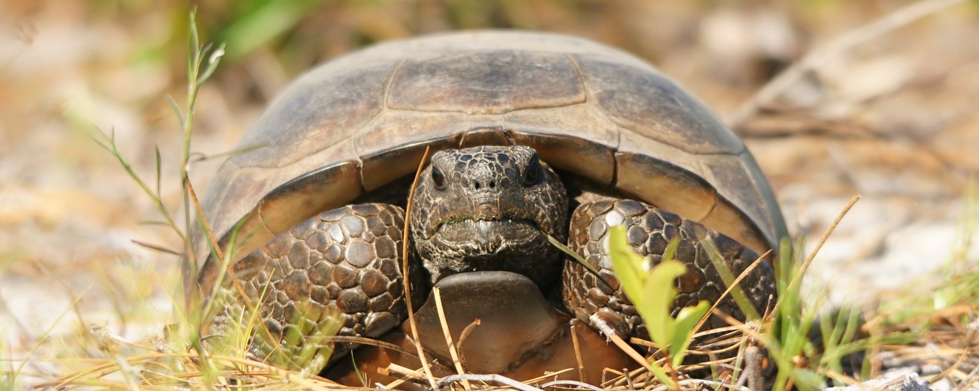 A gopher tortoise stares directly at the camera. It is sitting in sandy soil surrounded by small grasses, with some larger green plants visible in the background.