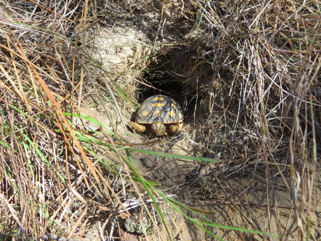 A small tortoise, with notably brighter yellow covering, sits in its burrow, which is surrounded by long grass, and faces the camera.