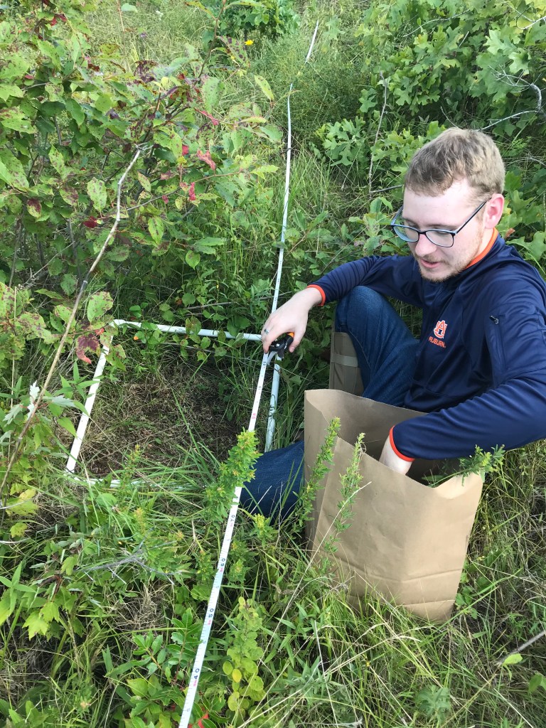 A man kneels amid tall grass and brush. He has shears and a paper bag where he is storing the plant life that he harvests. A white square outlines the patch where he is harvesting.