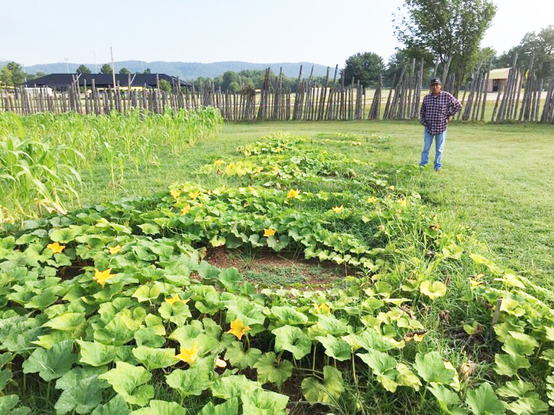 A bed of squash plants is flowering, with a man standing at the far end of the row. Next to the squash is a row of corn.