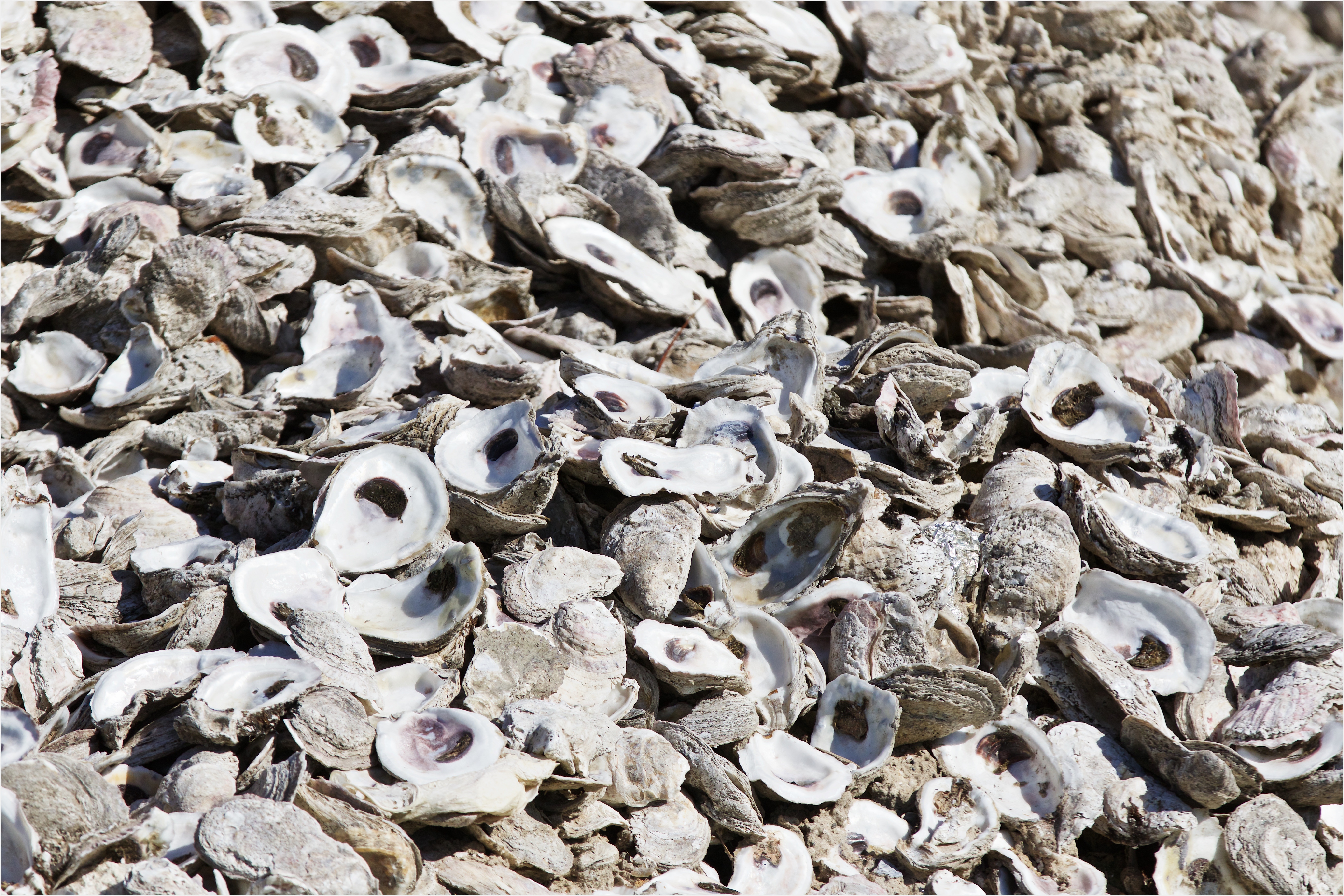 A pile of empty oyster shell halves.