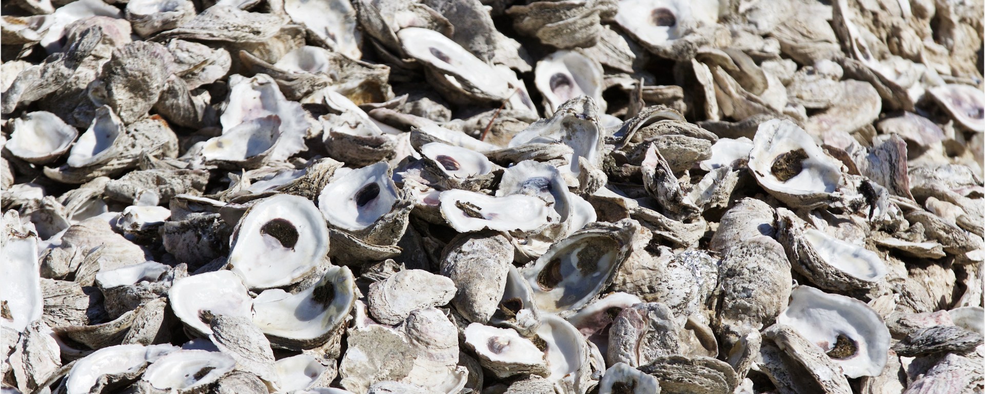 A pile of empty oyster shell halves.