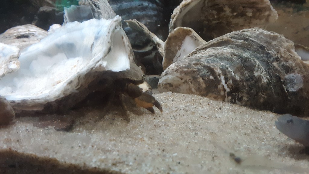 A close-up of a pile of oyster shells on a sandy aquarium bottom. A crab is partially visible under one of the shells, and a fish can be partially seen on the right side.