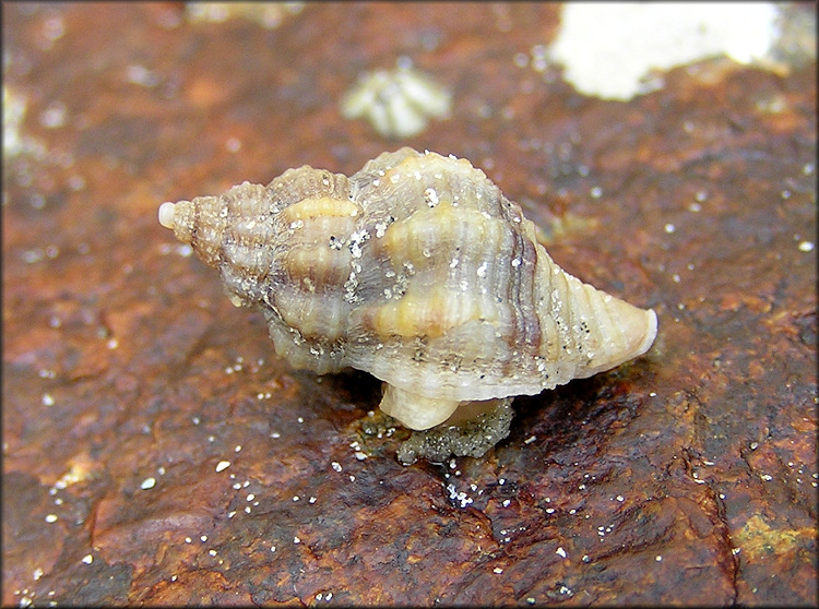 A close-up of a conical snail shell, with the fleshy foot of the snail partly visible underneath. The snail is on a piece of rock, and it's small enough that individual grains of sand can be seen on its shell.