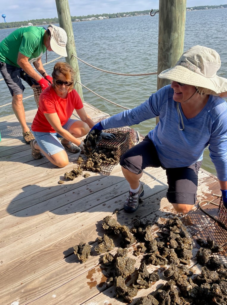 Two women and a man are pulling metal cages full of oyster clusters up onto a dock.