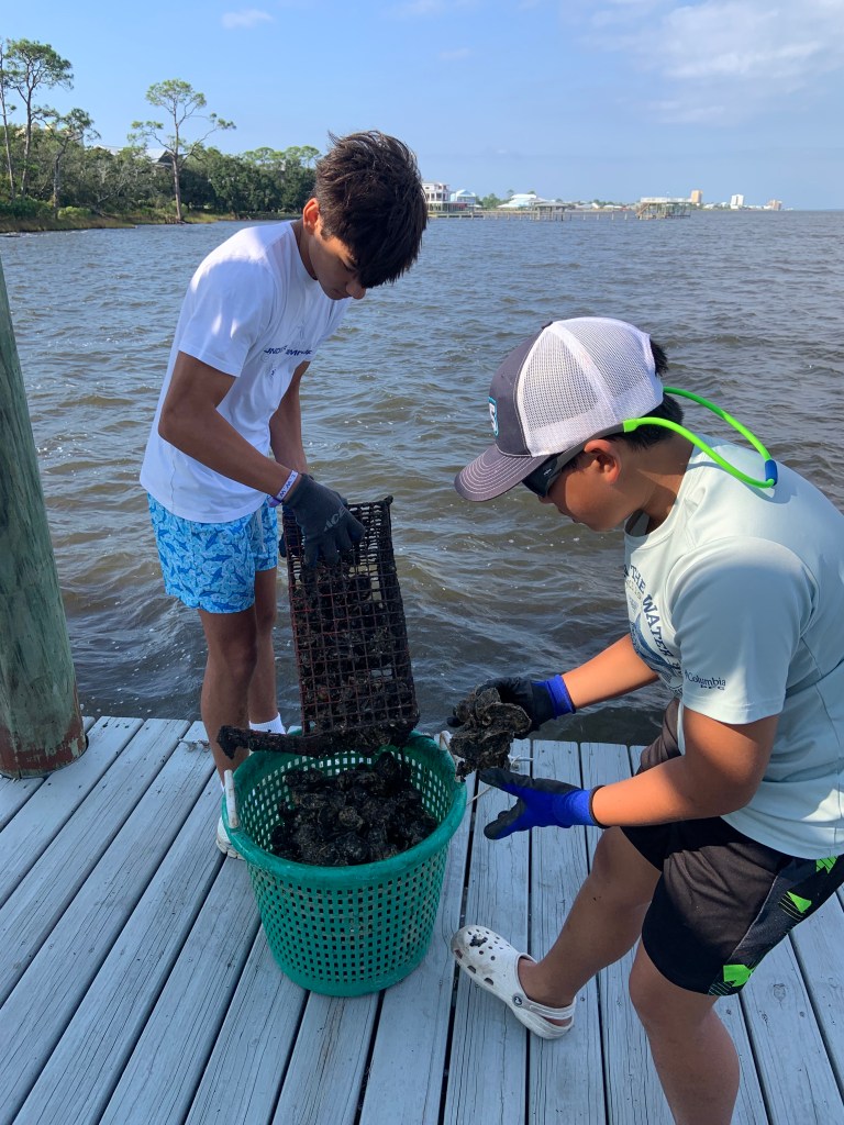 Two adolescent boys pull oysters from a metal cage and put them in a plastic bucket on a dock.