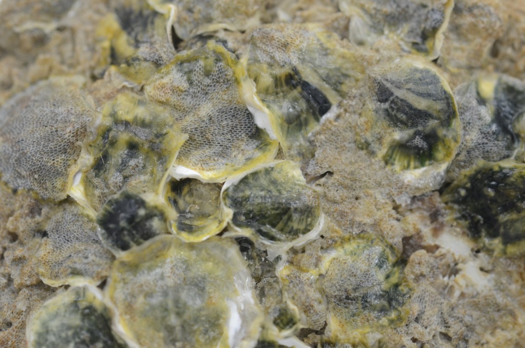 A close-up of larval oysters, which look much like undeveloped adult oysters, developing the lattice-like shell structures on the adult shell they're set on.