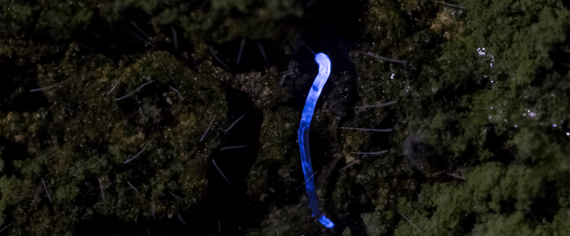 A single glowing larva against a dark rock background.