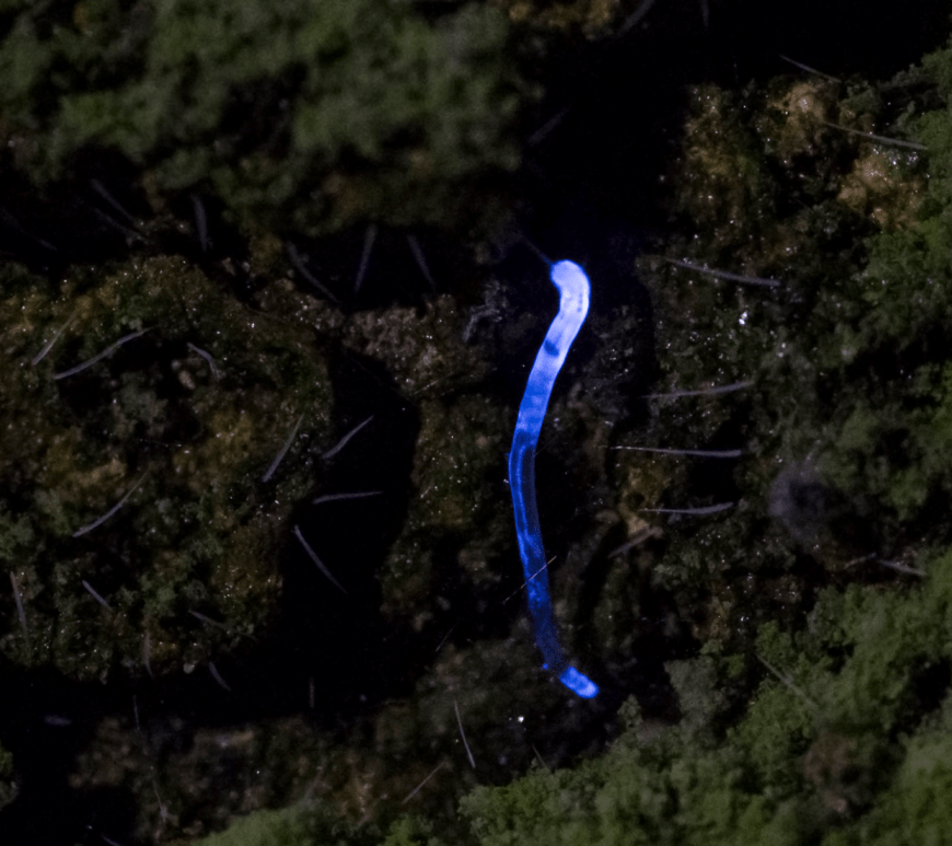 A single glowing larva against a dark rock background.