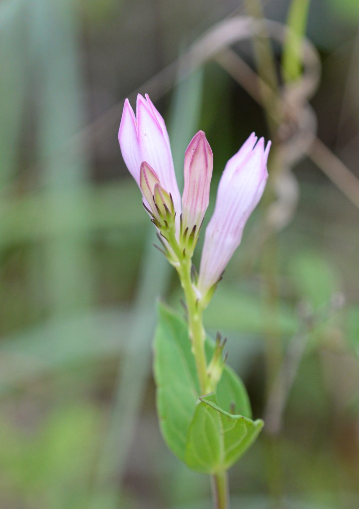A close-up of a long-stemmed plant with five flower buds in various stages of growth clustered at the top and two paired leaves below. The buds are tall and come to a five-sided point at the top. They are pale white or pink, with the edges of the petals outlined in a darker pink.